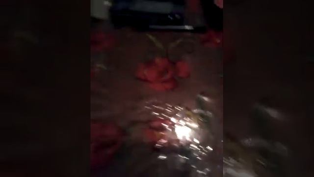 Персонажи короля Льва! смотреть онлайн