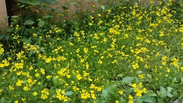 Heaven of Flowers || #California_gardening смотреть онлайн