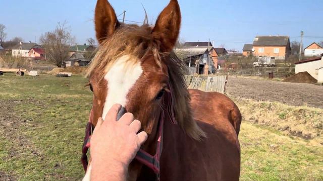 Лошичка Рада💣потомство жеребця Рубіна🔥Лошиця на продажу💲Коні в Україні🥕🌽(Продана) смотреть онлайн