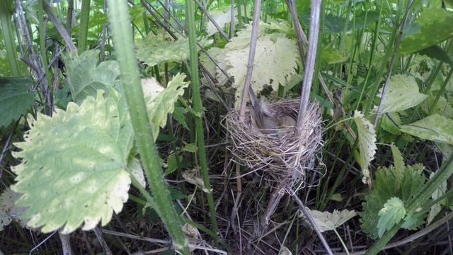 Камышовка болотная | Marsh Warbler | Acrocephalus palustris - гнездо 190606-9 и подброс яйца славки смотреть онлайн