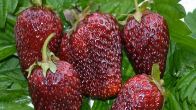 Сорта клубники для Средней полосы смотреть онлайн