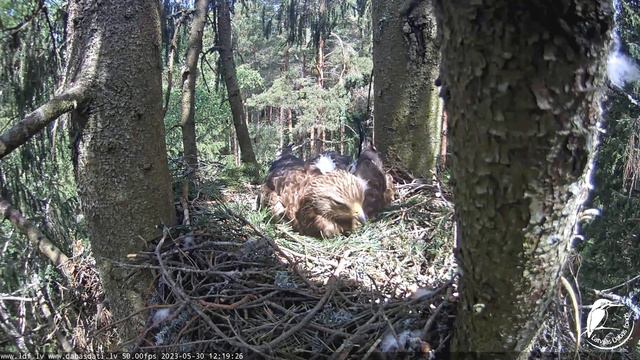 Mazais Erglis~Andris brings a huge water vole for his Anna~12:02 pm 2023/05/31 смотреть онлайн
