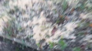 Опилки для голубики. Мульчирование кустов,саженцев,черенков