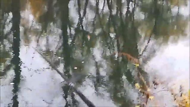 Рыбалка на реке Тавровка, Масловка, Воронеж, 27.10.2022 смотреть онлайн