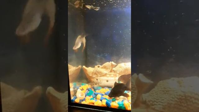 Гуппи в аквариуме#брачные танцы