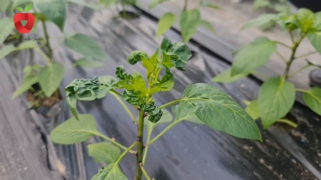 Zašto se uvrće list na paprici - oporavite je na prirodan način смотреть онлайн