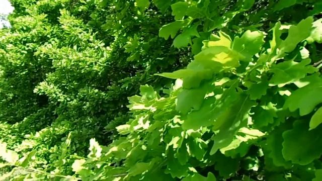 Мировое дерево ДУБ смотреть онлайн