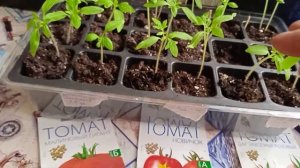 Пикировка томатов с микоризой в приготовленную почву?