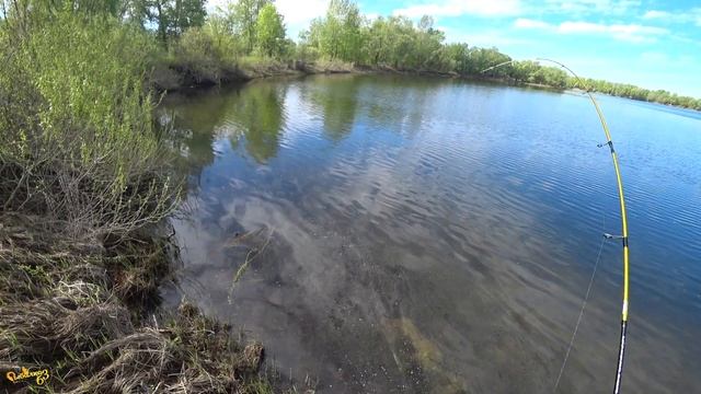 Рыба По Соседству