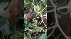 Привитые дыни на китайский спец подвой