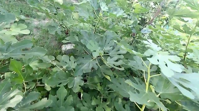 Сверхранний урожай позднего сорта инжира,на 20 июля. смотреть онлайн