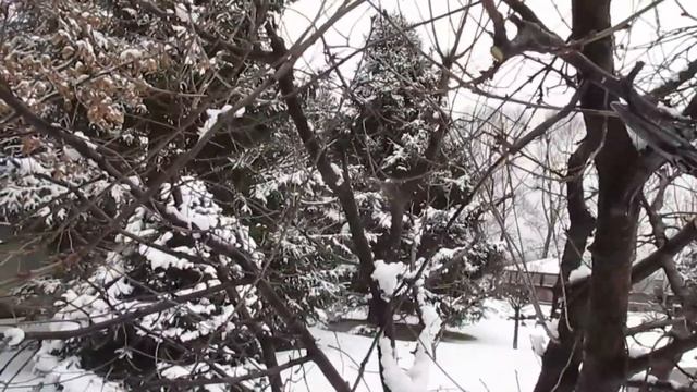 ОБРЕЗКА ВИШНИ. Детальный обзор профилактики оголению ветвей. смотреть онлайн