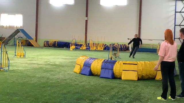 Чемпионат ЛО Джампинг Степанова Светлана и цвергпинчер ТИМ СПИРИТ АЛЯСКА смотреть онлайн