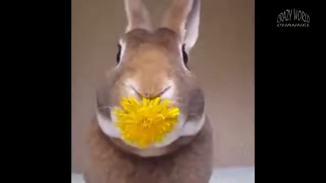 Ням ням кролик! смотреть онлайн