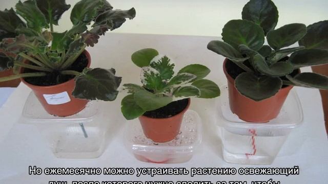 Фиалка Ват Царь горох — особенности растения смотреть онлайн