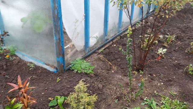 ПРО САД. ЖИВУ НА УРАЛЕ. СЕНТЯБРЬ 2022г. смотреть онлайн