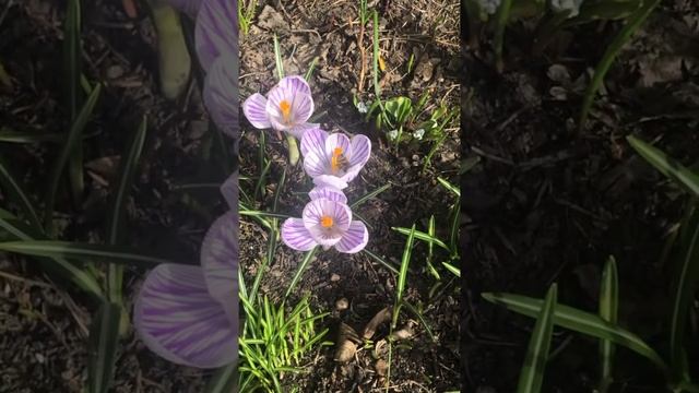 Зацвела Пушкиния пролесковидная (Puschkinia scilloides) и крокусы (Crocus)(шафран) смотреть онлайн