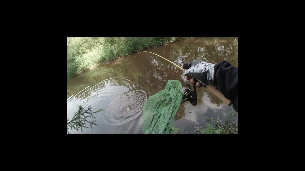 Shorts Лещ смотреть онлайн