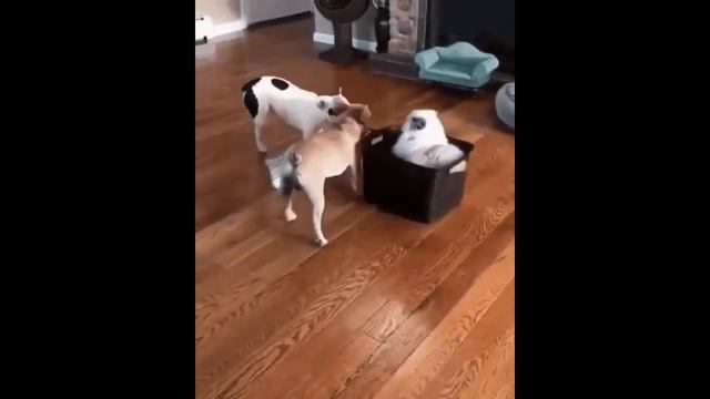 Cats . Кошки. Позитивчик!!!! Домашние питомцы и дети смотреть онлайн