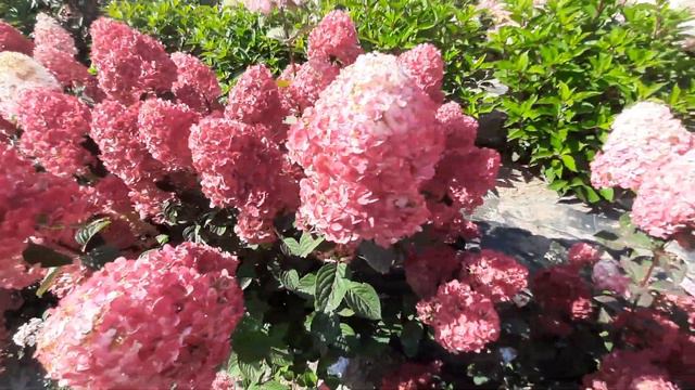 Гортензия метельчатая Frambosine смотреть онлайн