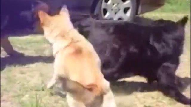 LION ZOO на ТВ - №9 смотреть онлайн