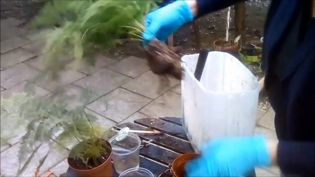 Dividing my Asparagus Plumosus смотреть онлайн