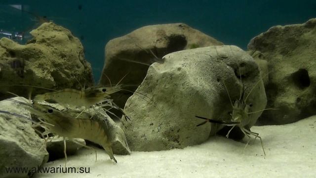 Макробрахиум розенберга. Гиантская пресноводная креветка смотреть онлайн