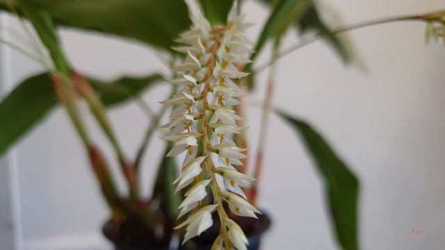 L' Orchidée Dendrochilum Glumaceum 🌾 смотреть онлайн