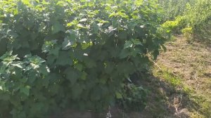 Сорт чорної смородини Тісель.