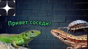С кем можно содержать прытких ящериц? Совместное содержание прытких ящериц!