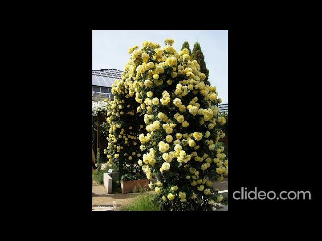 RIMOZA rosebushes.ru смотреть онлайн