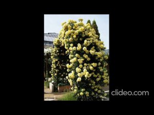 RIMOZA rosebushes.ru