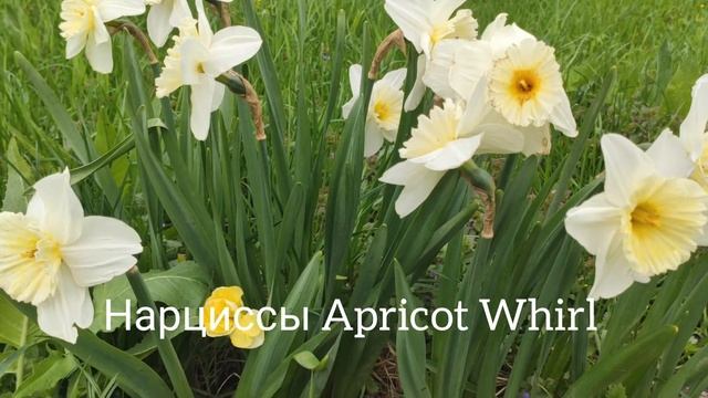 Новинки сортов нарциссов смотреть онлайн