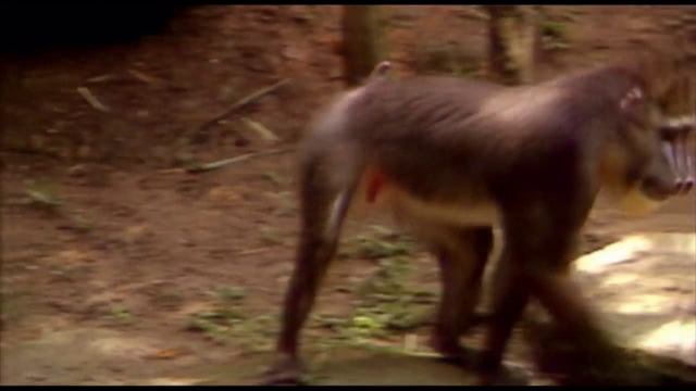 Кто такие приматы? Киндер Зу смотреть онлайн