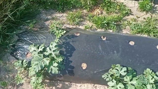 Крайний сбор. Корчуем пни на нашем участке. Сколько стоит разработать 8 гектар??? смотреть онлайн