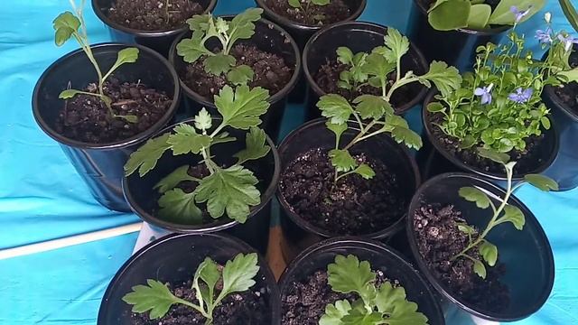 ХРИЗАНТЕМА КОРЕЙСКАЯ после перевалки в другую емкость смотреть онлайн