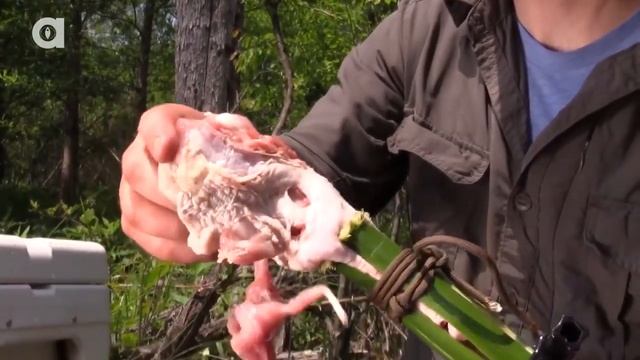 УКУС ГРИФОВОЙ ЧЕРЕПАХИ Черепаха укусила за руку (Перевёл Darvin Studio) смотреть онлайн