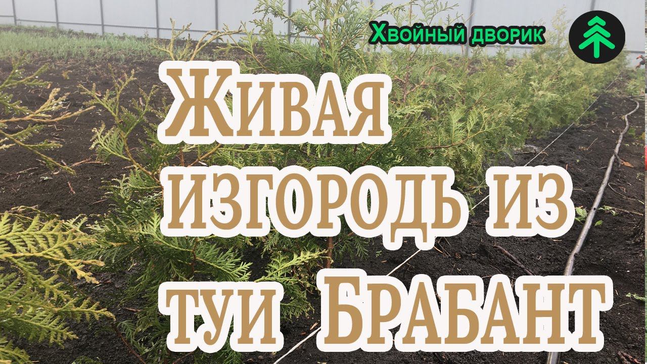 Живая изгородь из туи западной Брабант-сколько саженцев рассадить на метр и как поливать? смотреть онлайн