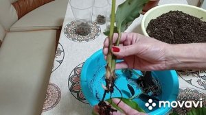 Комнатные цветы. Марантовые. Калатея Орбифолия, ктенанта, уход, размножение. Калатея Иллюстрис.