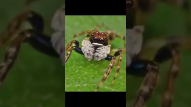 а ты боишься пауков?)?, пиши в коментариях) #паук #пауки #мирживотных #насекомые #интересныефакты