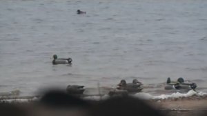 Манить утку