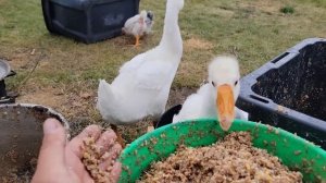 КАК МЫ КОРМИМ УТОК НА МЯСО ?