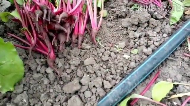 Свекла// пересадка, прореживание//что да как..... смотреть онлайн