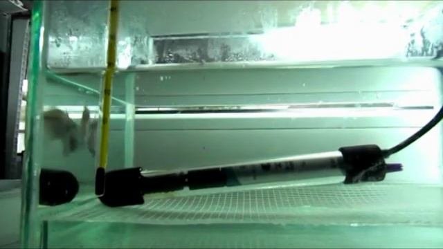 Размножение икромечущих рыб Тернеции с использованием сетки на дне аквариума ! смотреть онлайн