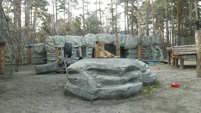 смешные и милые животные в зоопарке - лайв видео/мило/смешно смотреть онлайн