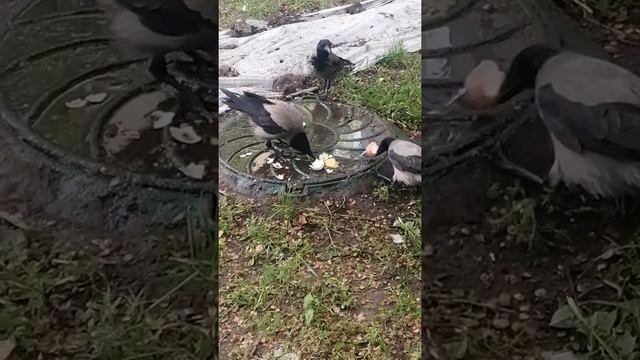 Вороны поделили куриное яйцо на троих \ Hooded crows share a chicken egg смотреть онлайн