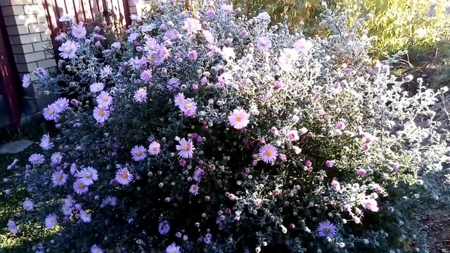 Октябрь, утро, первый иней смотреть онлайн