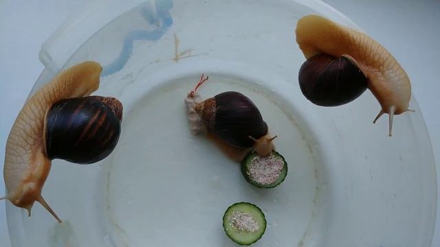 ГИГАНТСКИЕ УЛИТКИ ГОТОВЯТСЯ К РАЗМНОЖЕНИЮ! смотреть онлайн