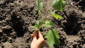 Размножение красной смородины черенками