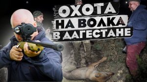 Волки напали на стадо баранов. Охотники успели вовремя, выстрелы в кадре!Охота на волка в Дагестане